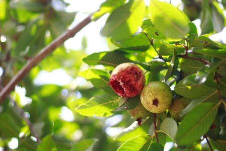 Rotten red guava on a tree. Red guava can be an alternative to increase endurance from exposure to the corona virus that causes Covid-19. Beauty in nature. Indonesia, May 2020の写真素材