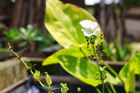 Beautiful fresh jasmine flower. Flowering jasmine bush in sunny summer day. Beauty in nature. Indonesia, March 2020の写真素材