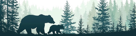 Silhouette of wild bear family in the forest. Vector illustration.の素材