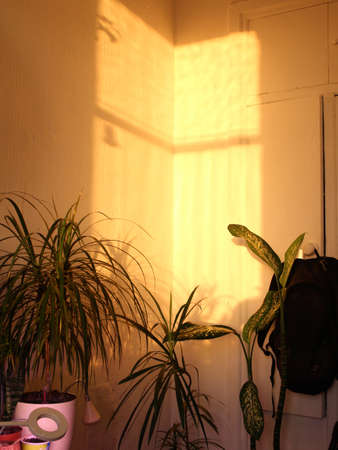 sunlight in the room with plants