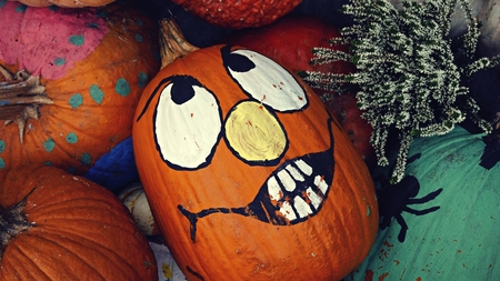 Curious pumpkinの写真素材