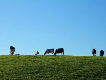 Friesian Cattle grazing in early morning near Kendalの写真素材
