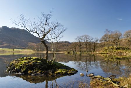 An isolated tree on a small island on Rydal Waterの写真素材