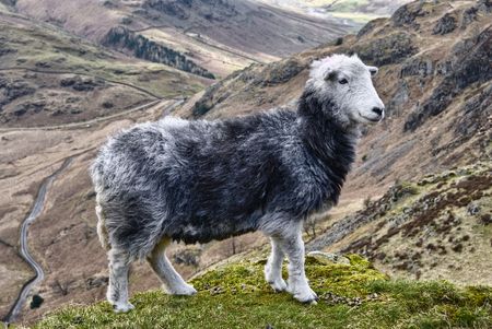 Close up of Herdwick sheep on mountainside, Lake District National Park, Cumbria, England. の写真素材