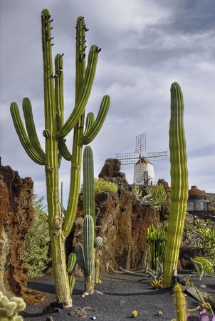 Tall cactus in a cactus garden with a windmill in the background in the Canary Islands.の写真素材