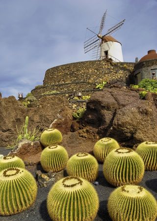 Scenic view of Cactus garden and windmill, Jardin de Cactus, Guatiza, Lanzarote, Canary Islands, Spain.の写真素材