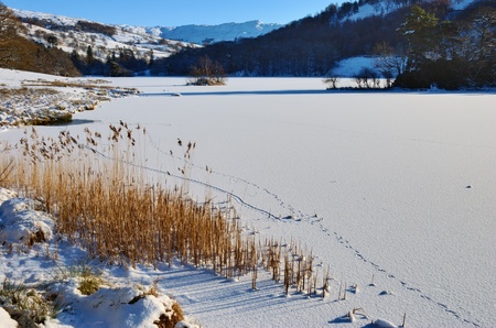Frozen Rydal Water in the English Lake District National Park, with foreground reedsの写真素材