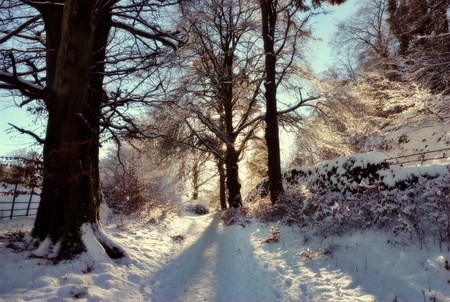 A backlit snow covered track through woodland near Grasmere  in the English Lake District National Parkの写真素材