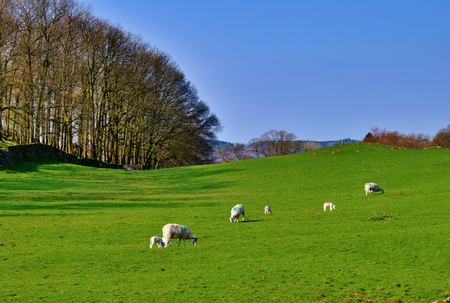 Sheep and lambs in a green field with trees and a dry stone wall. Near Windermere  in the English Lake District National Parkの写真素材