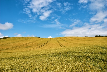 A field of golden corn in Dorset, Southern England