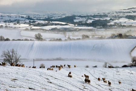 Snow Covered Field Farm and Hills with Sheepの写真素材
