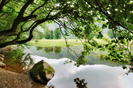 A rock and an overhanging tree on the shore of Brothers Water, in the English lake Districtの写真素材