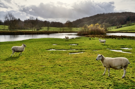 Rural scene with sheep on grassy pasture land, set by a lake in the Winster Valley, in the English Lake District, on a sunny autumn dayの写真素材