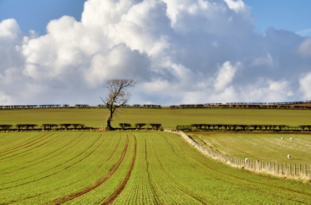 View of green planted fields in the English countryside with fences and hedgrows, set again a blue sky with cumulus clouds の写真素材