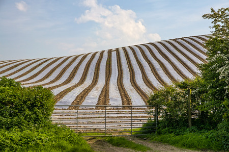 View of a gate in front of a maize field with lines of white plastic crop protection の写真素材