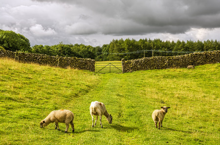 Three sheep grazing in a green field with a dry stone wall and gate in the background, rural scene in Cumbria, England.の写真素材