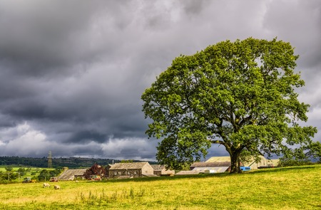 Scenic view of a rural scene with a large tree, green field and farm building in the background, Cumbria, England.の写真素材