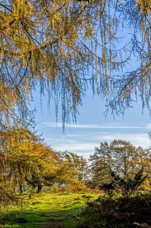 A sunny glade surrounded by glowing Autumn Larch trees, pale blue sky.の写真素材