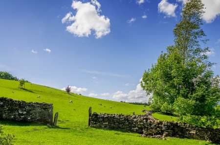 A gap in a dry stone wall with a windswept tree.の写真素材