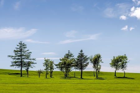Row of trees on a golf courseの写真素材