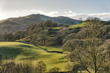 A small area of deciduous trees on a sloping hillside.の写真素材