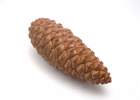 brown pine isolated on whiteの写真素材