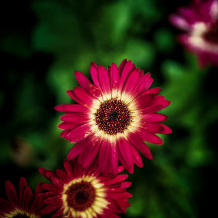 Flower Close upの写真素材