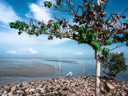 Tree on the beach with blue sky and sea background, Thailand.の写真素材