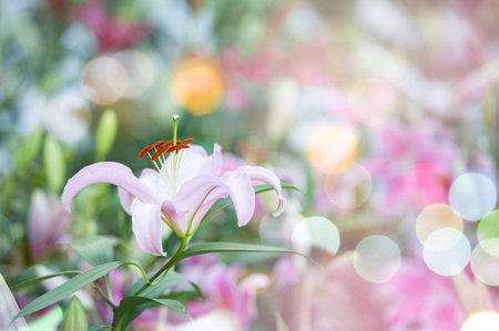  the lily  with broad leaves and arching stems of fragrant, bell-shaped pinkish white flowersà¹の写真素材