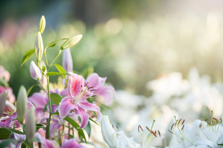  the lily  with broad leaves and arching stems of fragrant, bell-shaped pinkish white flowersà¹の写真素材