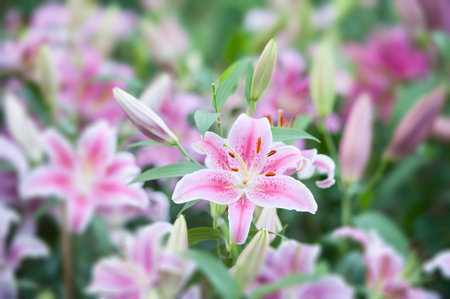  the lily  with broad leaves and arching stems of fragrant, bell-shaped pinkish white flowersà¹の写真素材
