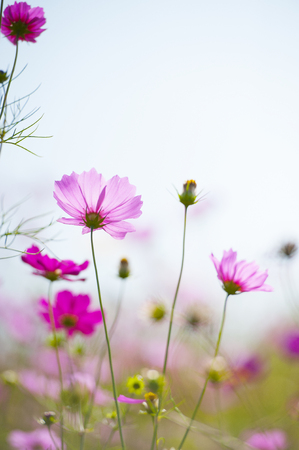 selective focus of pink flowers in the garden on the sky  の写真素材