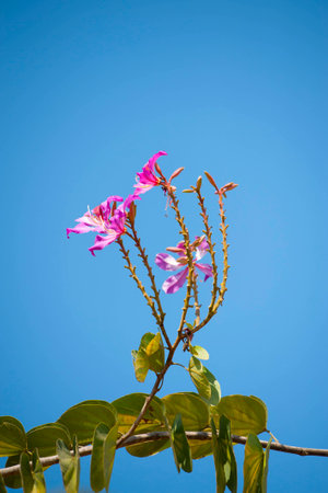 Magenta Colored Cosmos Flower on Blue sky.の写真素材