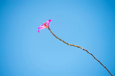 Magenta Colored Cosmos Flower on Blue sky.の写真素材