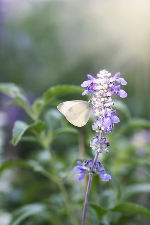 The beautiful butterfly which sits on an blue flowerの写真素材