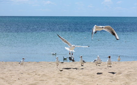 Flight of a seagull against the blue sky and clouds.のeditorial素材