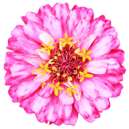 The flower of zinnia is isolated on a white background.の写真素材