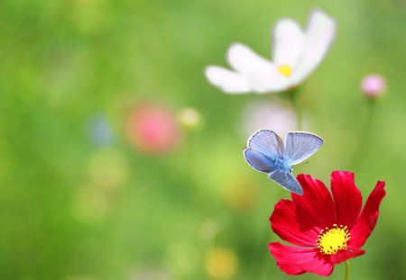 The blue butterfly near a flower on a green background.の写真素材