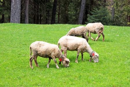 Some white lambs which are grazed on a green meadow.の写真素材