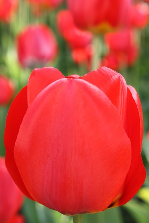One red tulip against a glade with tulipsの写真素材