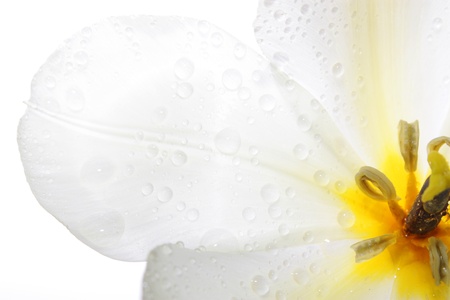 White tulip with water drops on a white backgroundの写真素材
