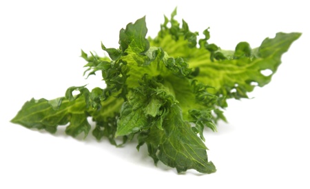 Mint leaf close up on a white background 
