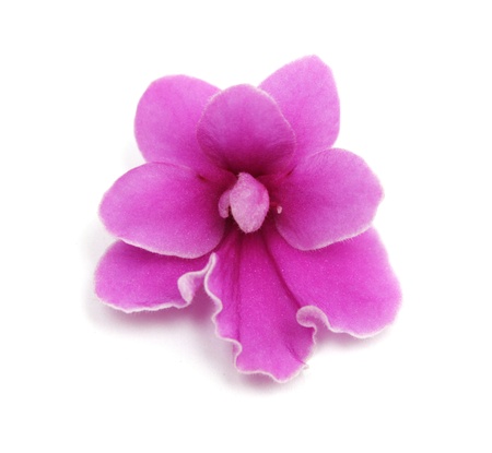 The lilac violet isolated on a white background.の写真素材