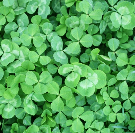 Glade of green clovers, the view from the top.