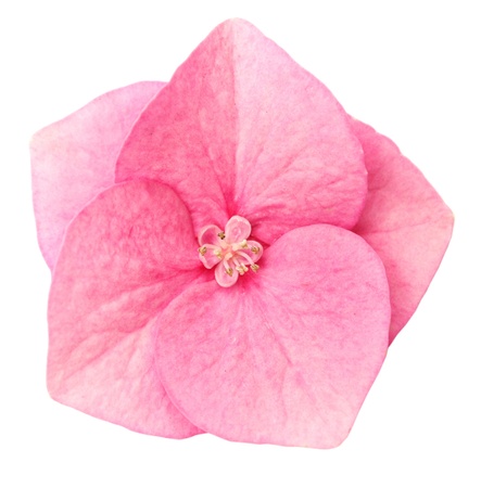 Macro of single pink hydrangea  flower on white  backgroundの写真素材