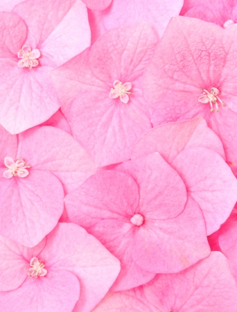 Pink  background of hydrangea fowers .の写真素材