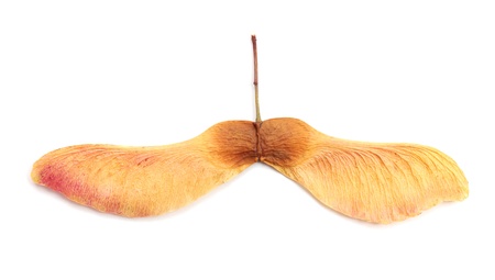 Yellow maple seeds on a white backgroundの写真素材