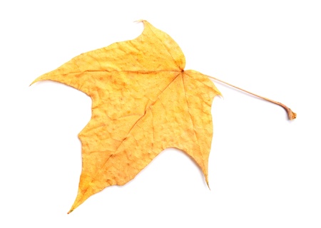 Yellow autumn maple leaf  isolated on white background