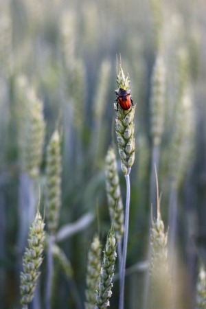 Ð¡hafer on a green field of wheat .