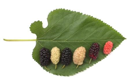 Mulberry on the green leaf backgroundの写真素材
